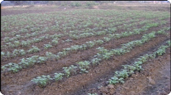 agriculturaldemonstration